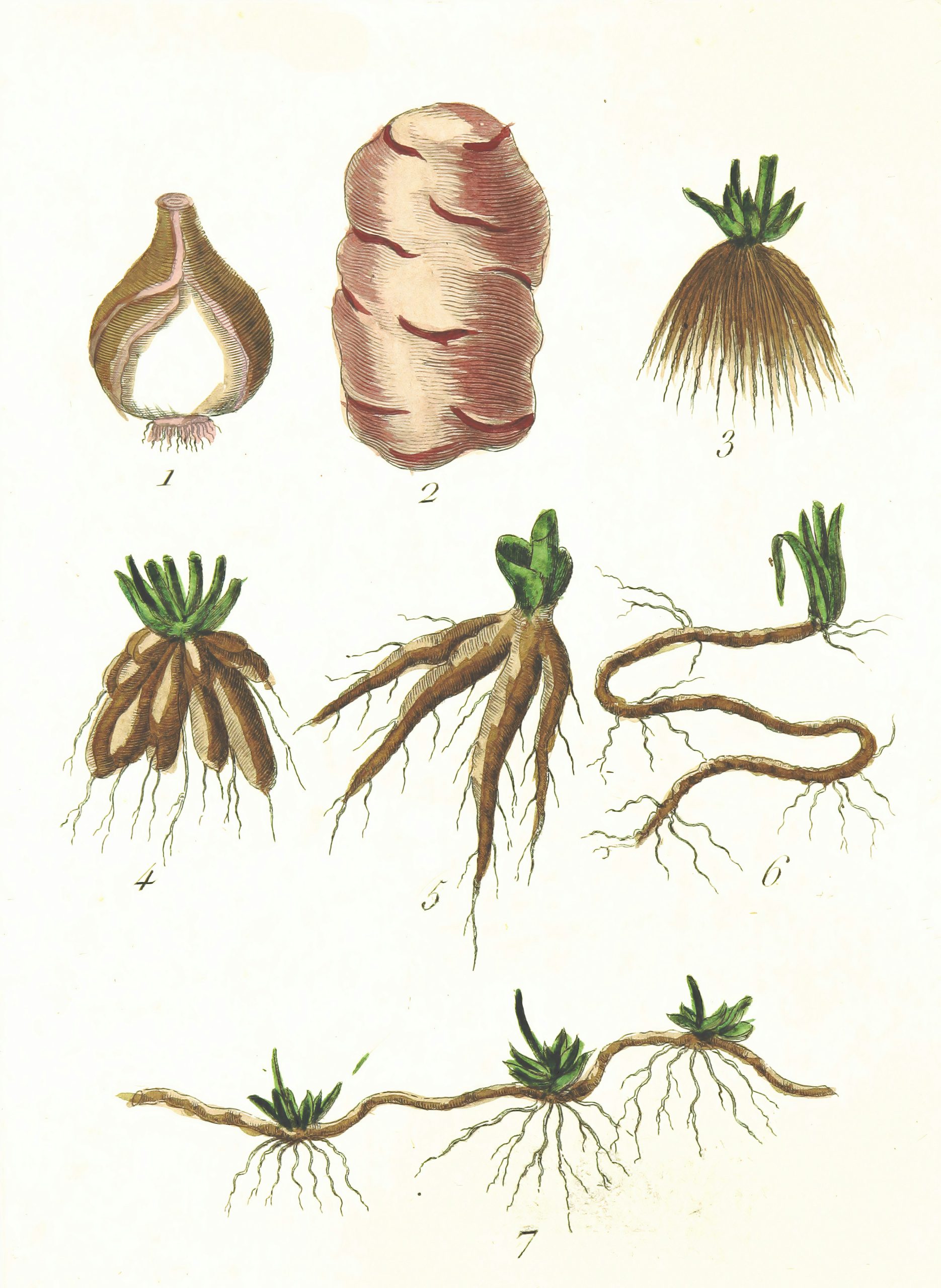 Repotting & Root Health Advanced Handbook